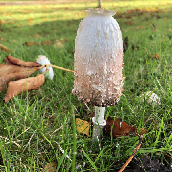 Coprin chevelu (Coprinus comatus) &copy; Nicolas Macaire / LPO